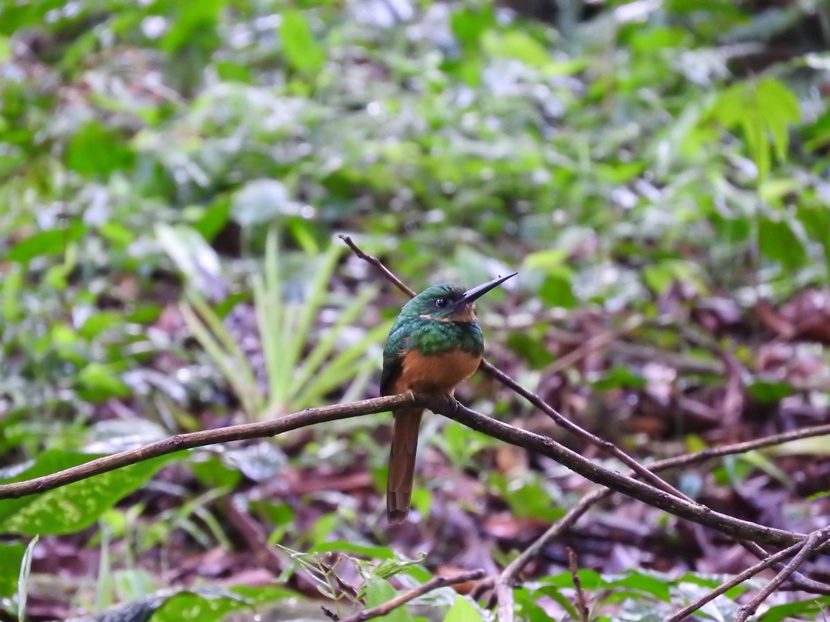 Рыжехвостая якамара - ML647507975