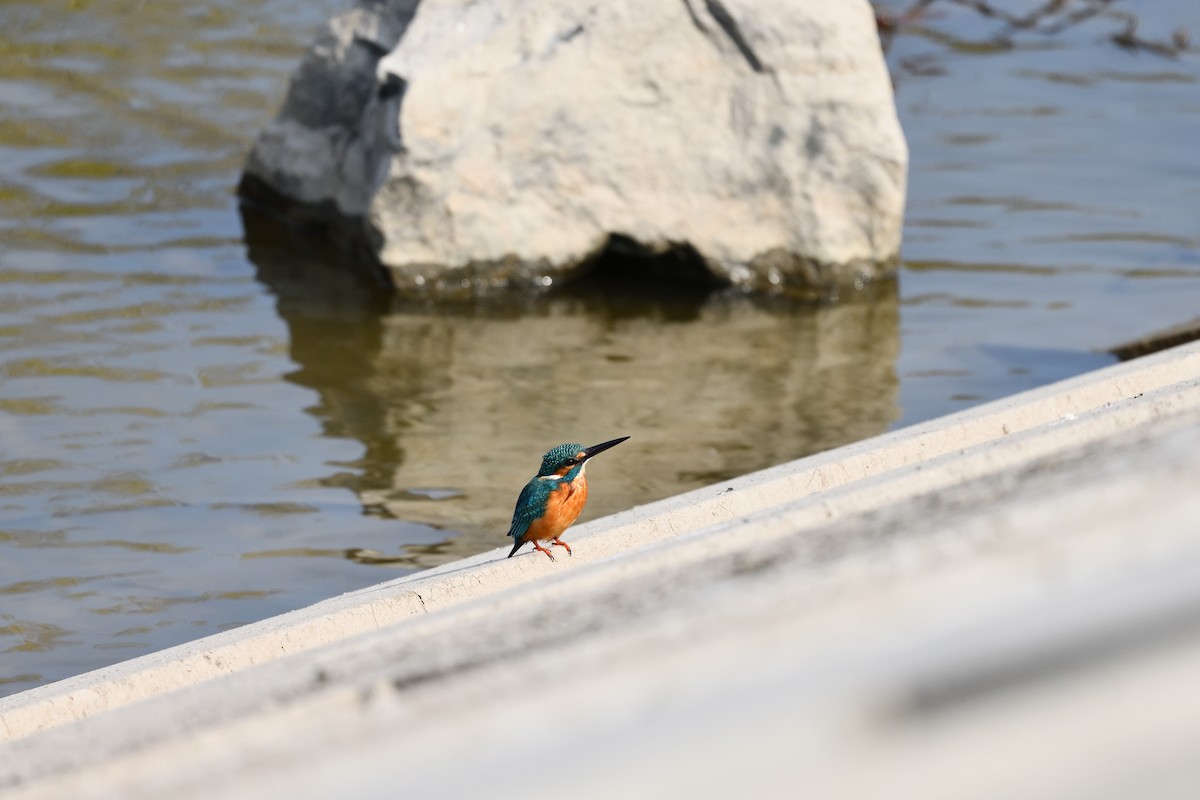 Зимородок - ML647507976