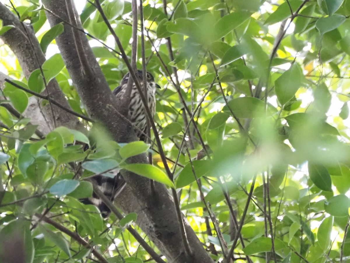 Свистящая кукушка - ML647507978