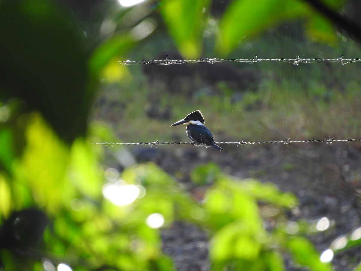 Зелёный зимородок - ML647507979