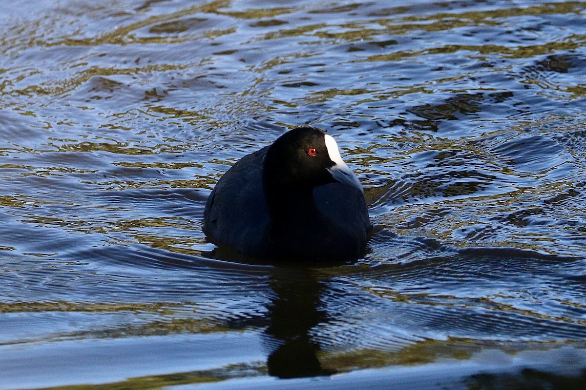 Лысуха - ML647507980