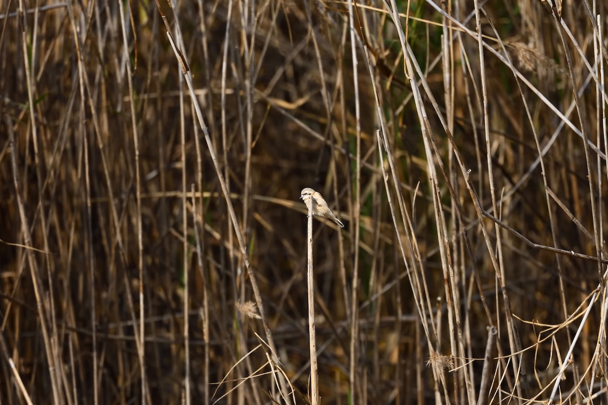 Китайский ремез - ML647507981