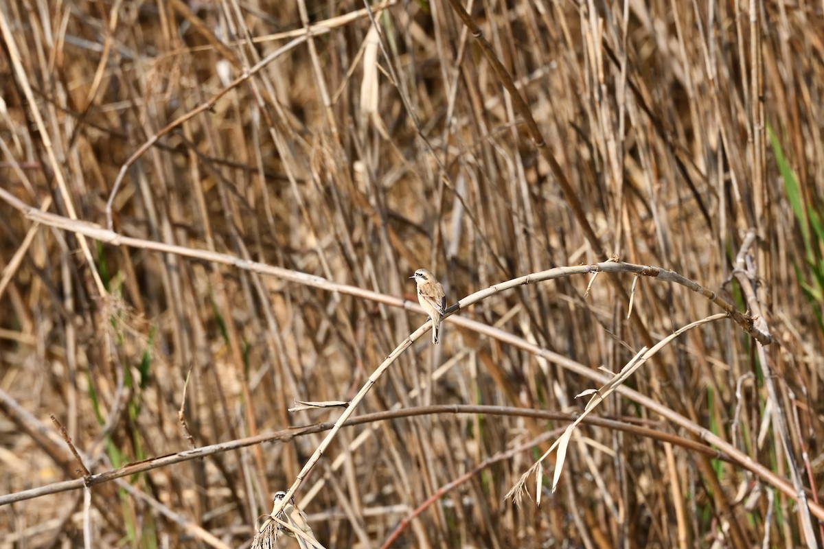 Китайский ремез - ML647507982