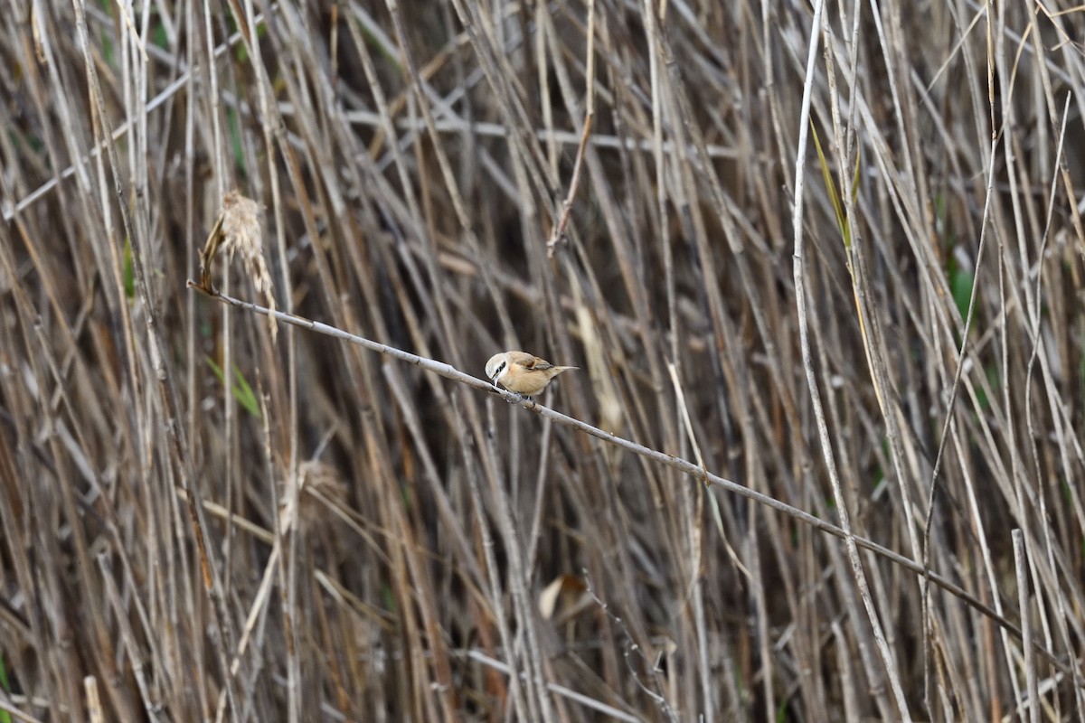 Китайский ремез - ML647507983