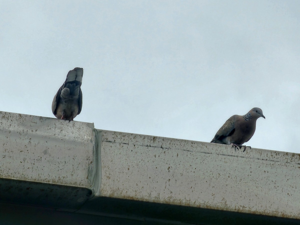 Китайская горлица - ML647507984