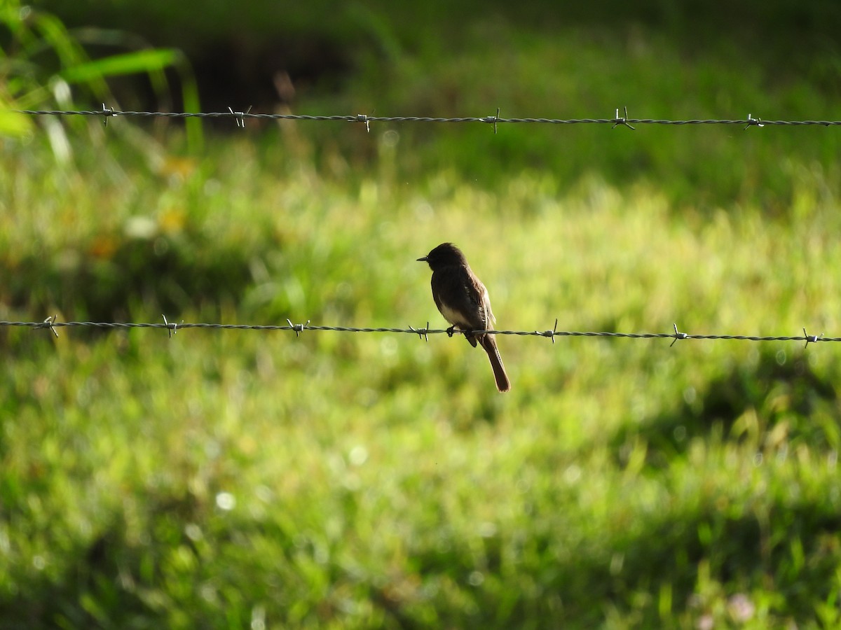 Чёрный фиби - ML647507985