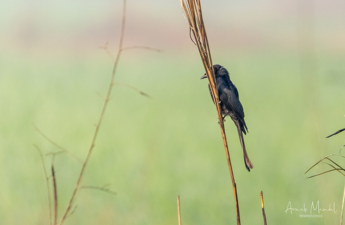 drongo černý - ML647507988