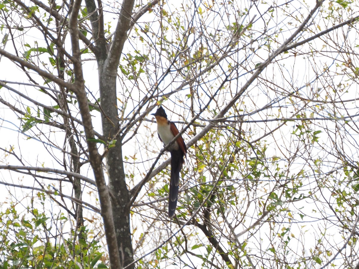 Каштановокрылая кукушка - ML647507990