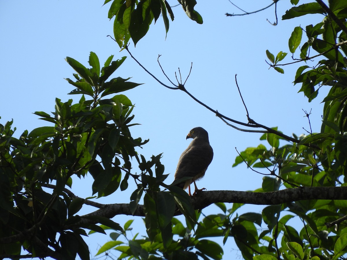 Дорожный канюк - ML647507992