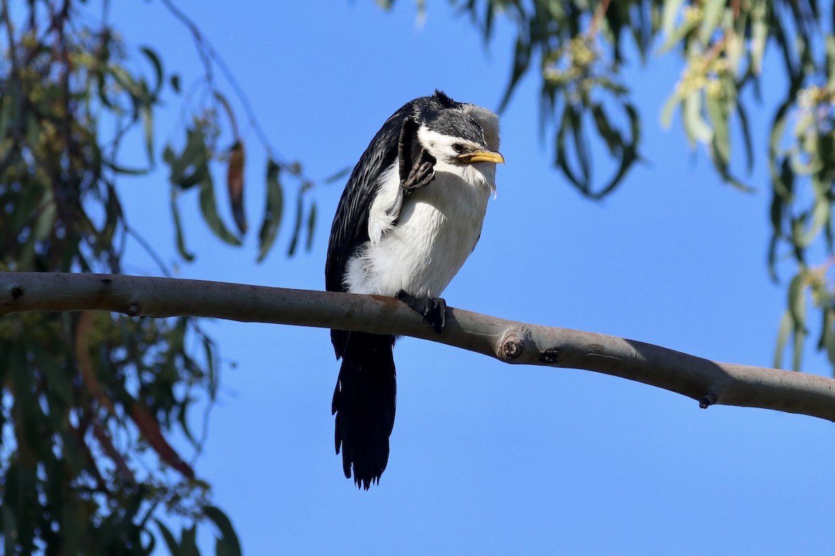 Пёстрый баклан - ML647507993