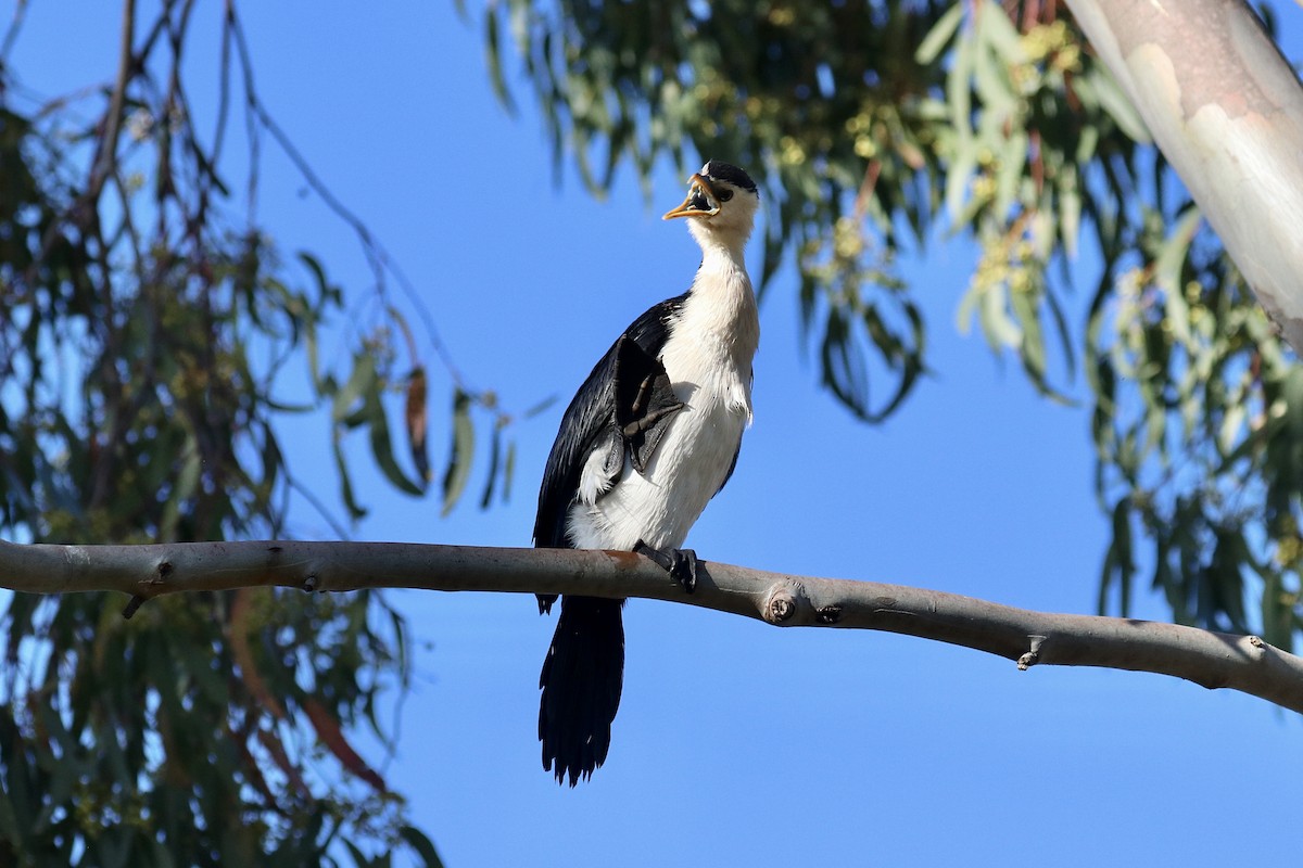 Пёстрый баклан - ML647507994