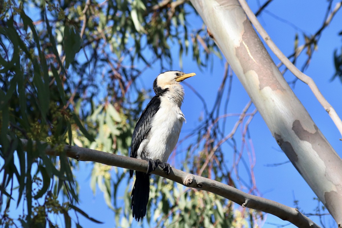 Пёстрый баклан - ML647507995