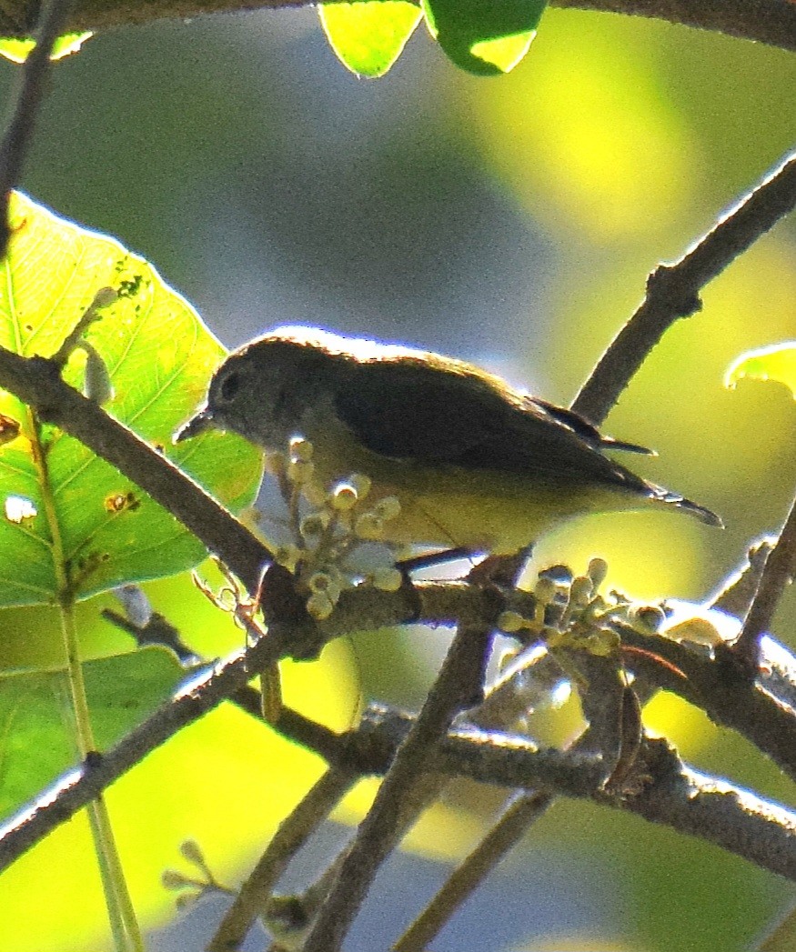 Fire-breasted Flowerpecker - ML647507997