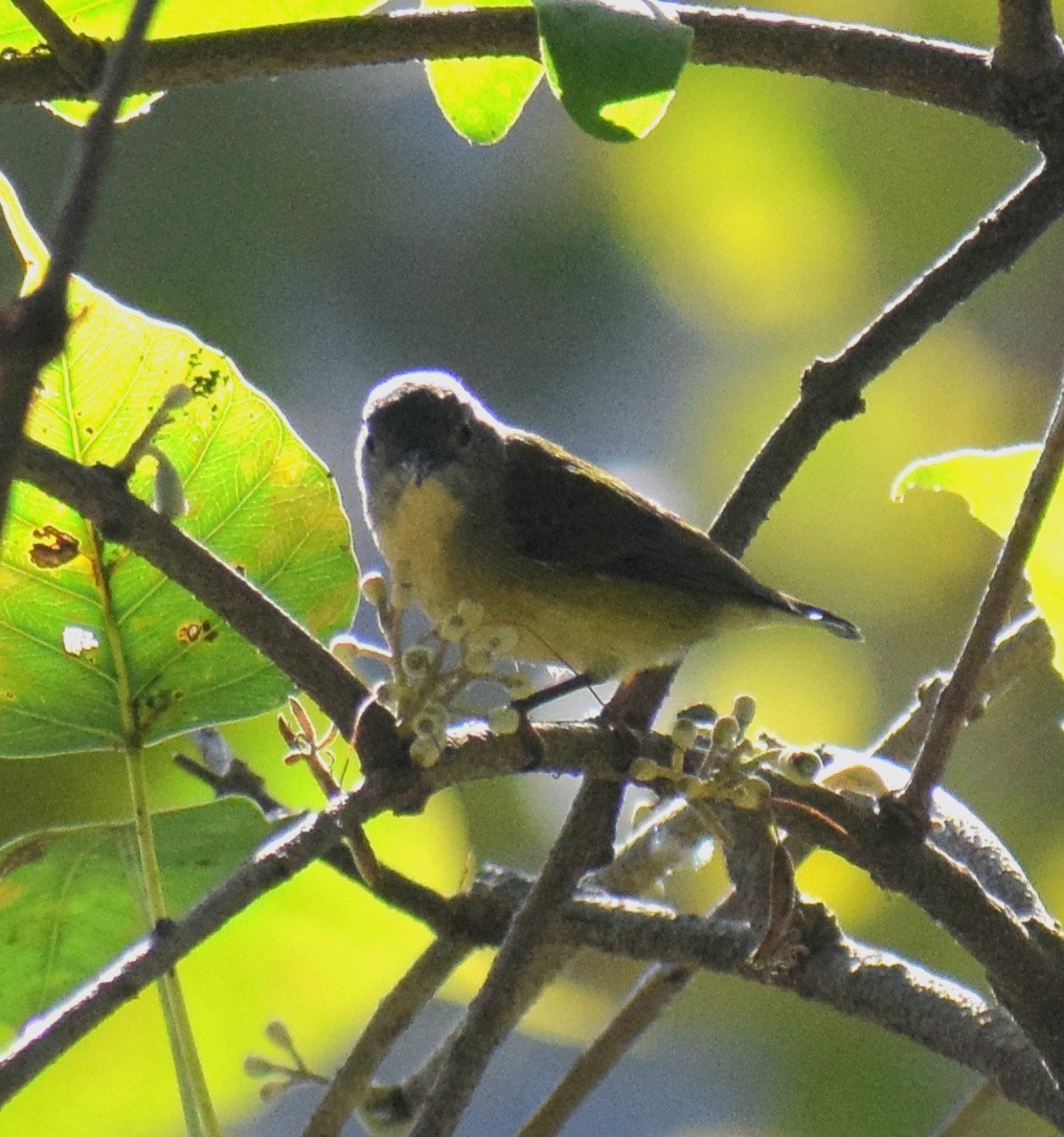 Fire-breasted Flowerpecker - ML647507998