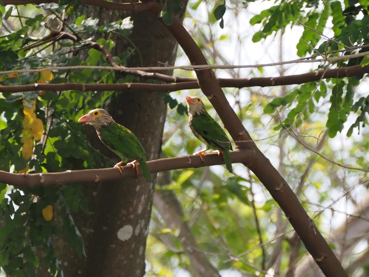 シロボシオオゴシキドリ - ML647508006