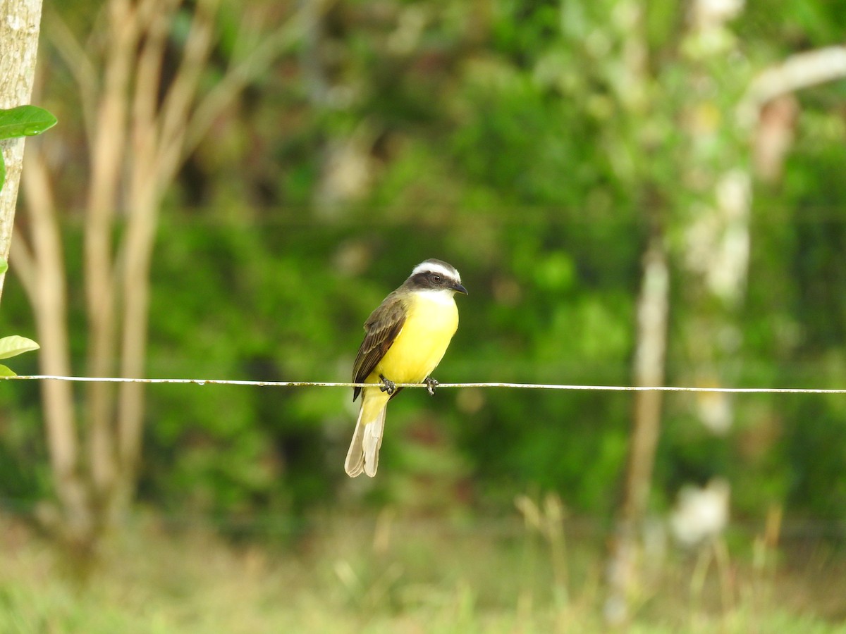 Красношапочный бентеви - ML647508007