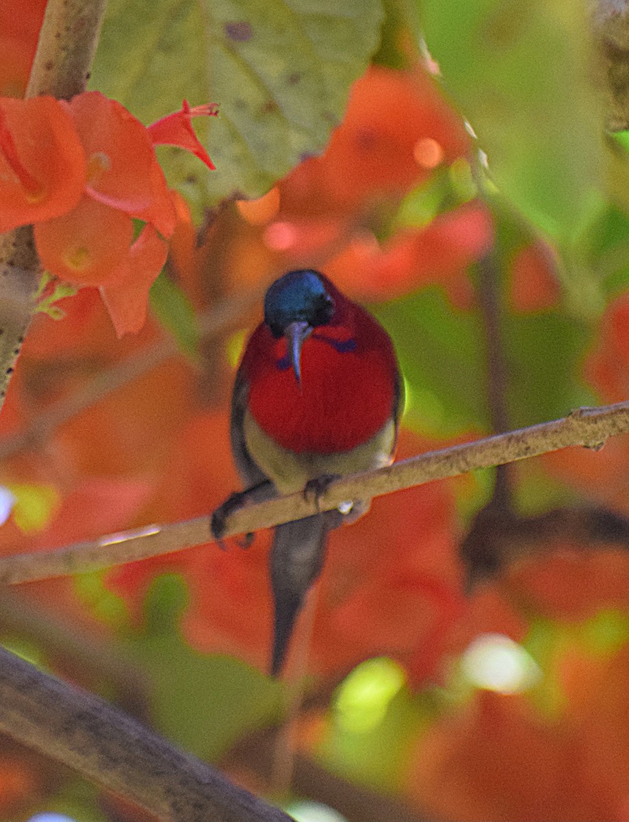 Crimson Sunbird - ML647508015