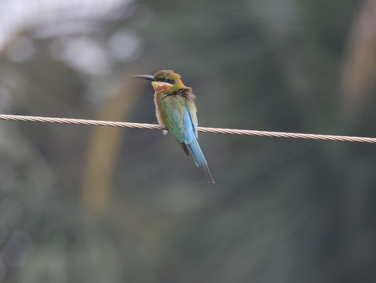 Blue-tailed Bee-eater - ML647508024