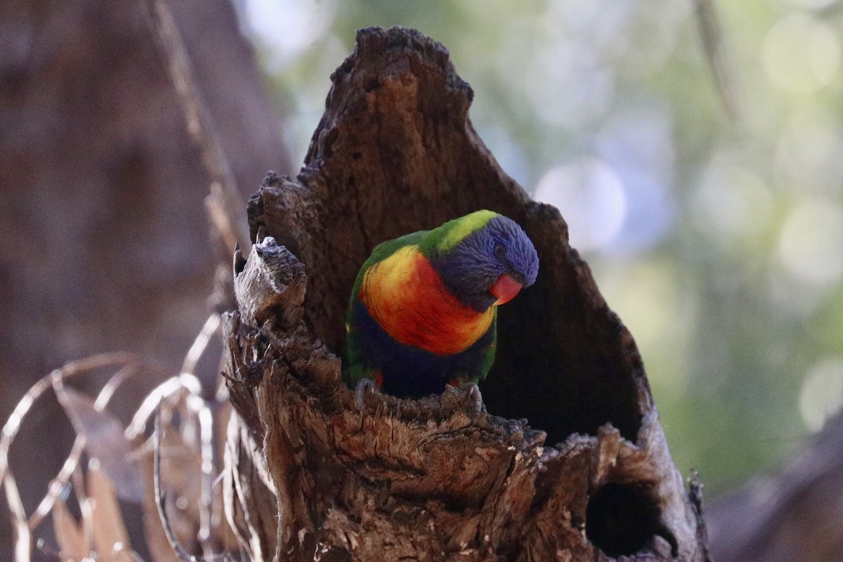 Rainbow Lorikeet - ML647508027
