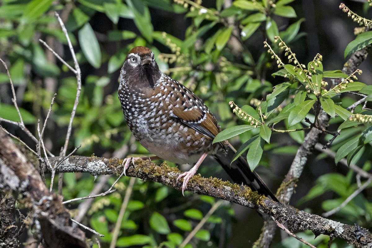 Elliot's Laughingthrush - ML647508029