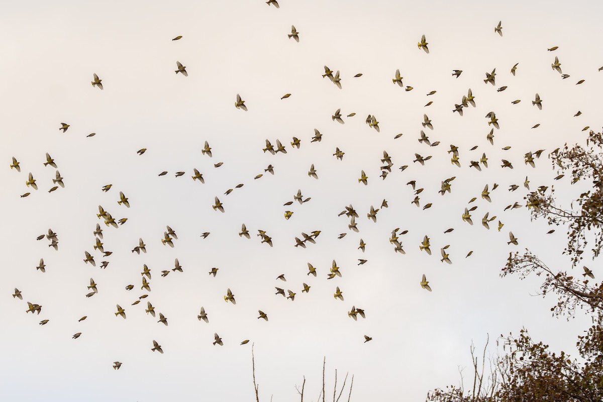 Eurasian Siskin - ML647508032