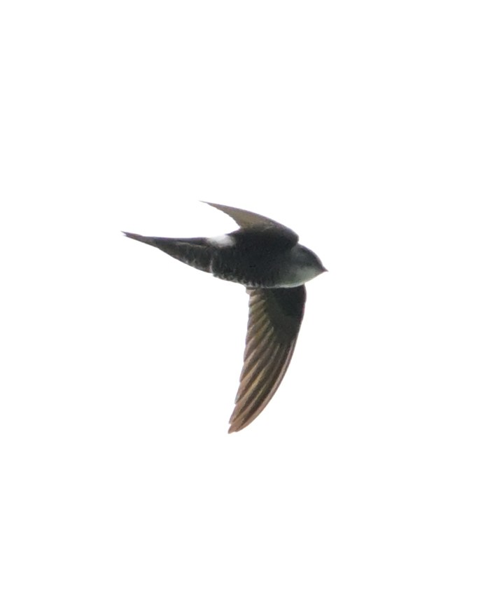 Pacific Swift - ML647508035