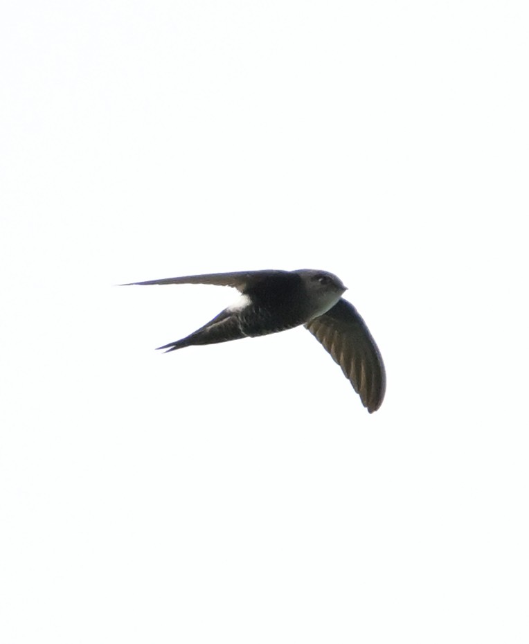 Pacific Swift - ML647508037