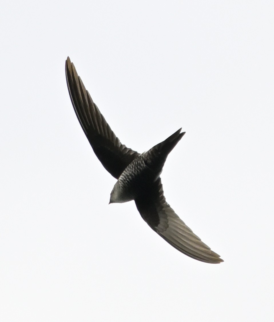 Pacific Swift - ML647508038
