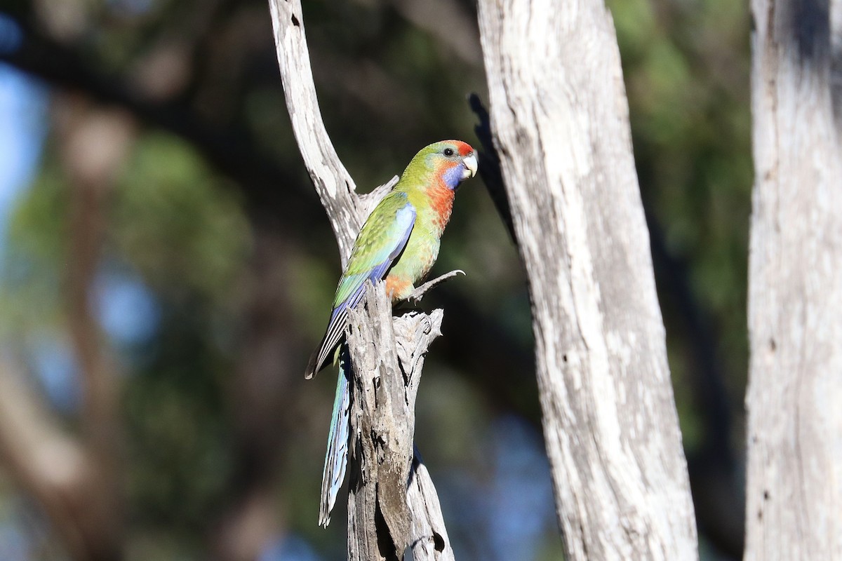 Crimson Rosella - ML647508039