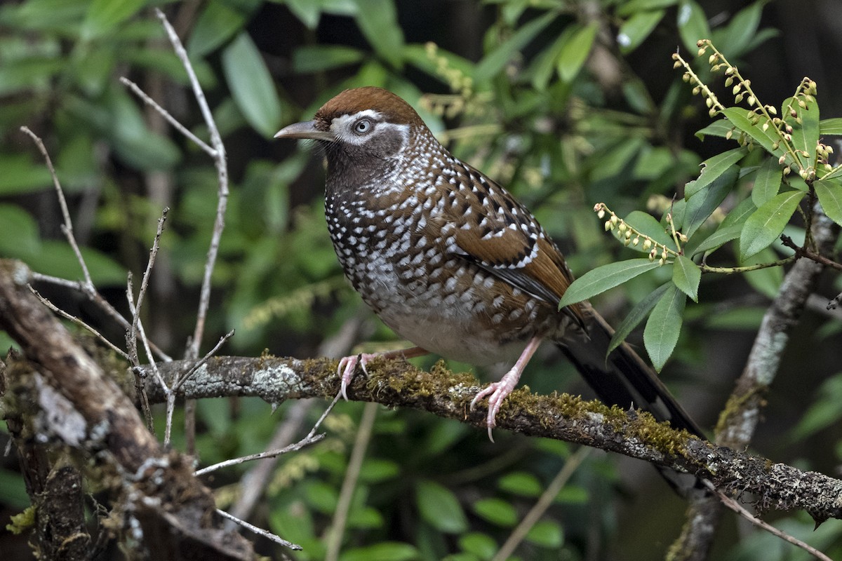 Elliot's Laughingthrush - ML647508040
