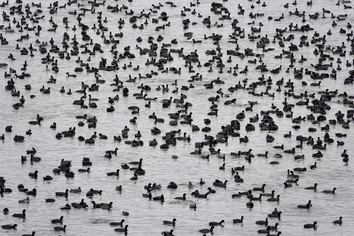 American Coot - ML647508041