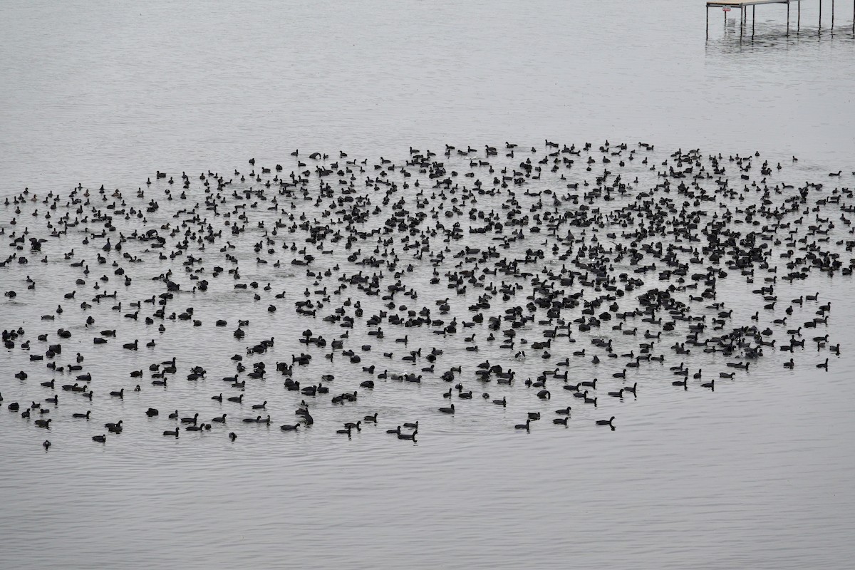 American Coot - ML647508042