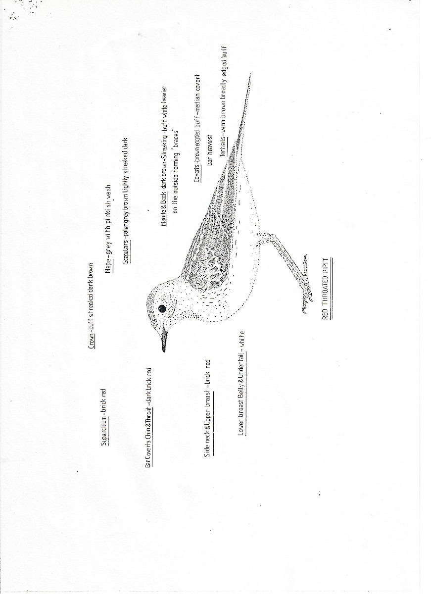 Red-throated Pipit - ML647508047