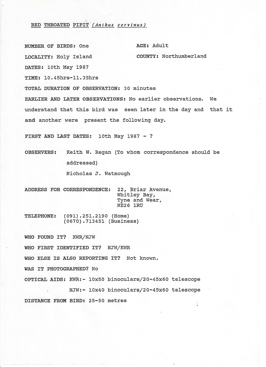 Red-throated Pipit - ML647508048