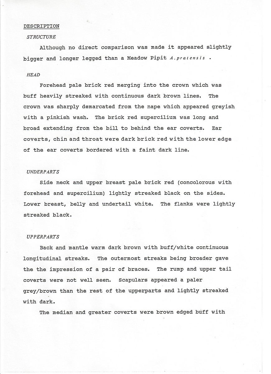 Red-throated Pipit - ML647508050