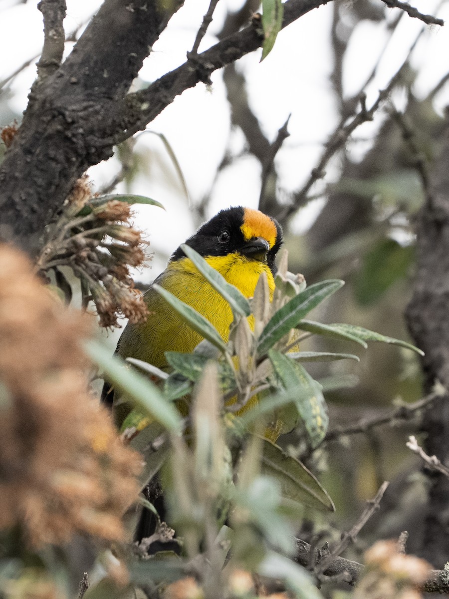 Pale-naped Brushfinch - ML647508051