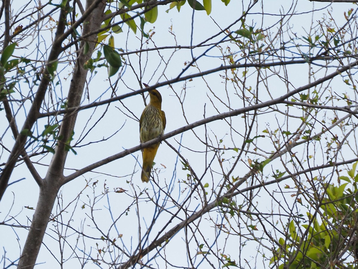 Black-naped Oriole (East Asian) - ML647508052