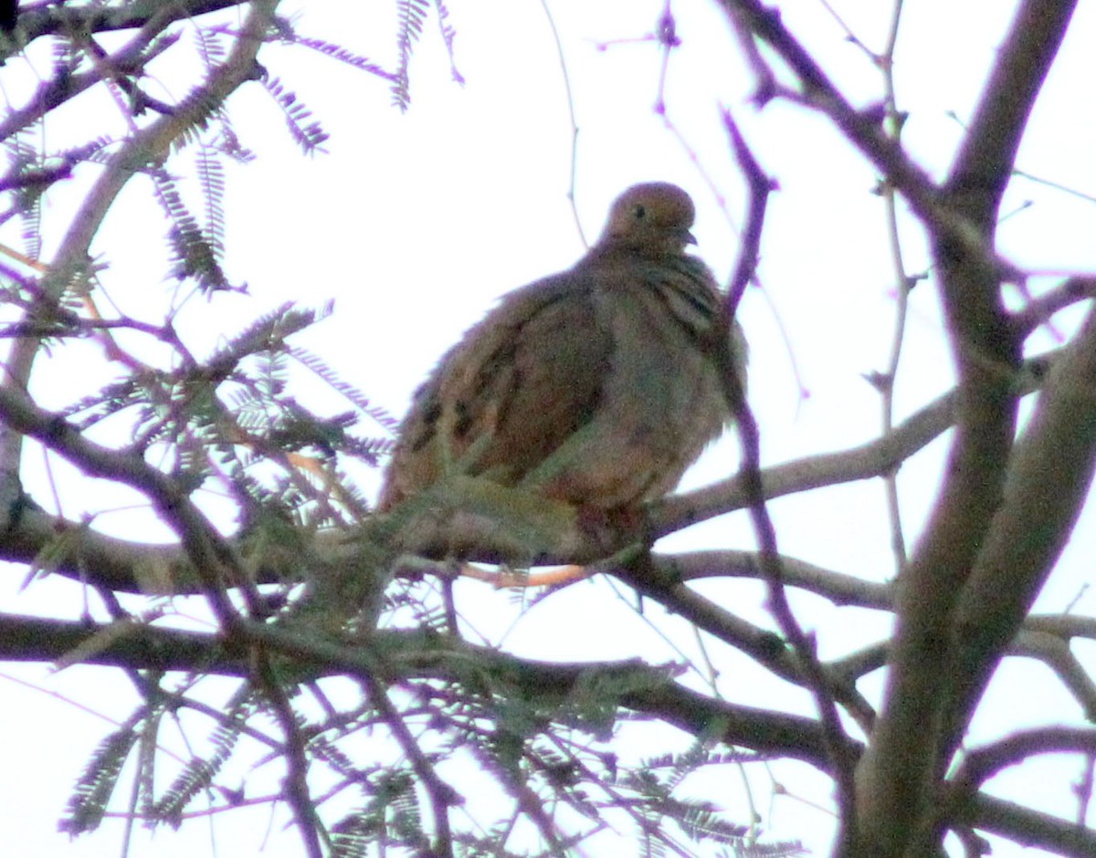 pigeon/dove sp. - ML647508053