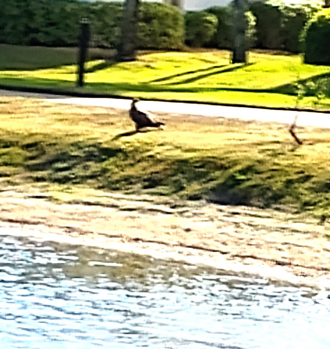 Bald Eagle - ML647508054