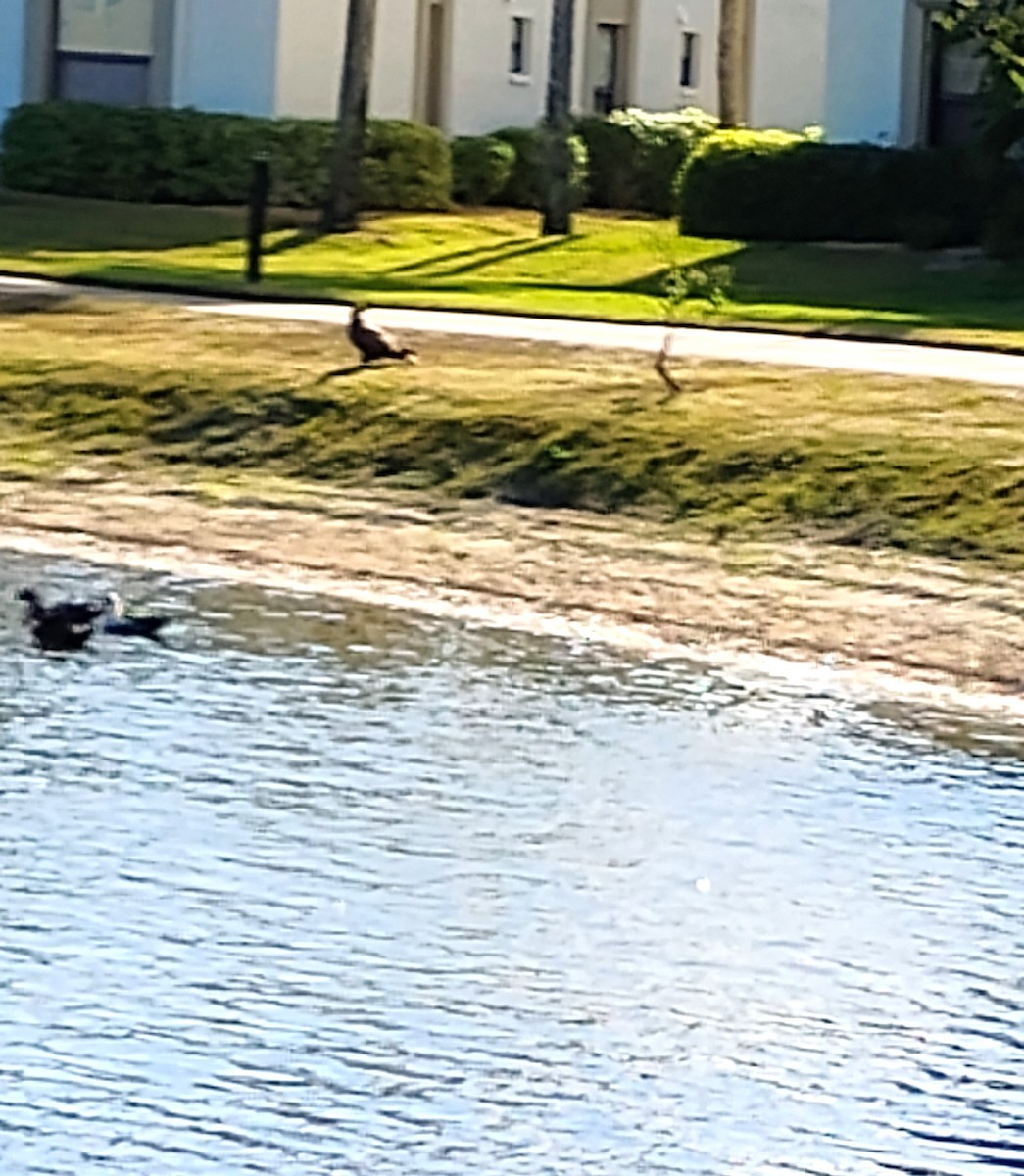 Bald Eagle - ML647508055