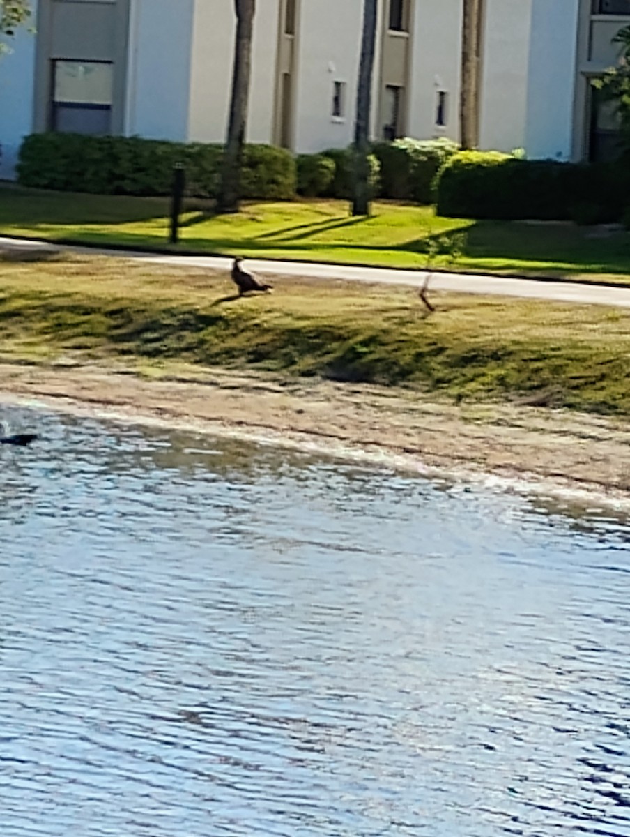 Bald Eagle - ML647508056