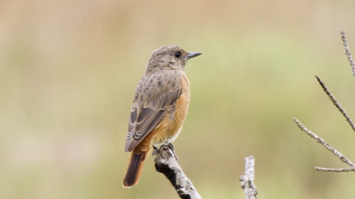 Cape Rock-Thrush - ML647508057