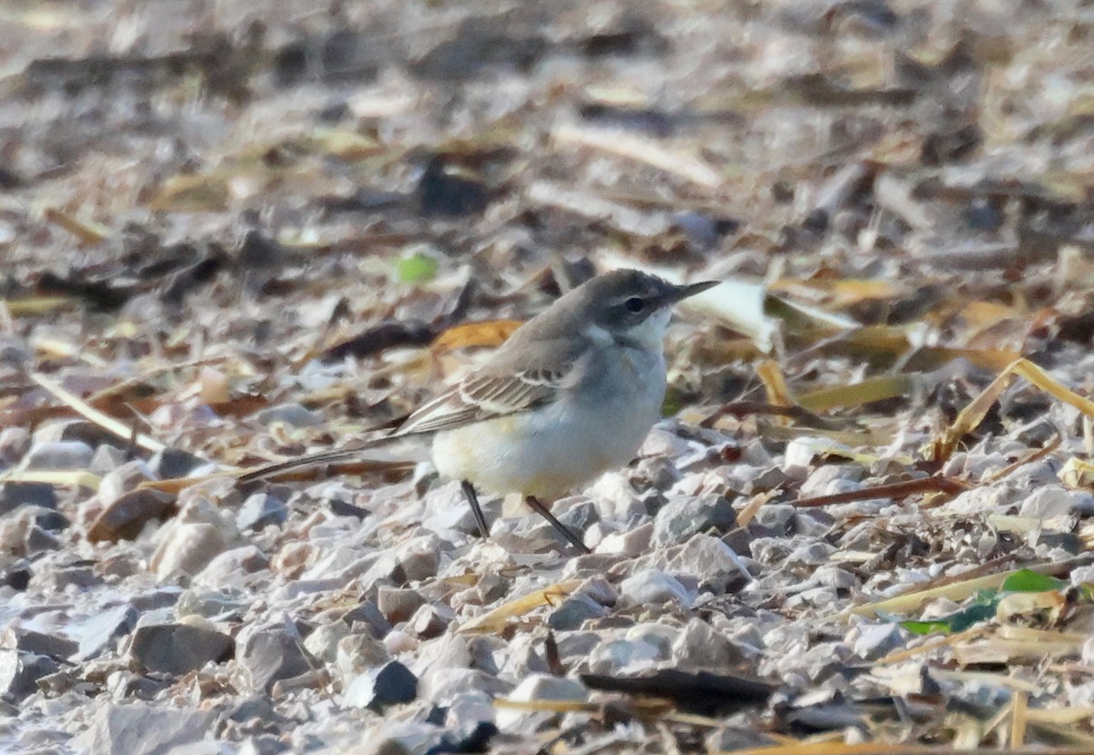 wagtail sp. - ML647508058