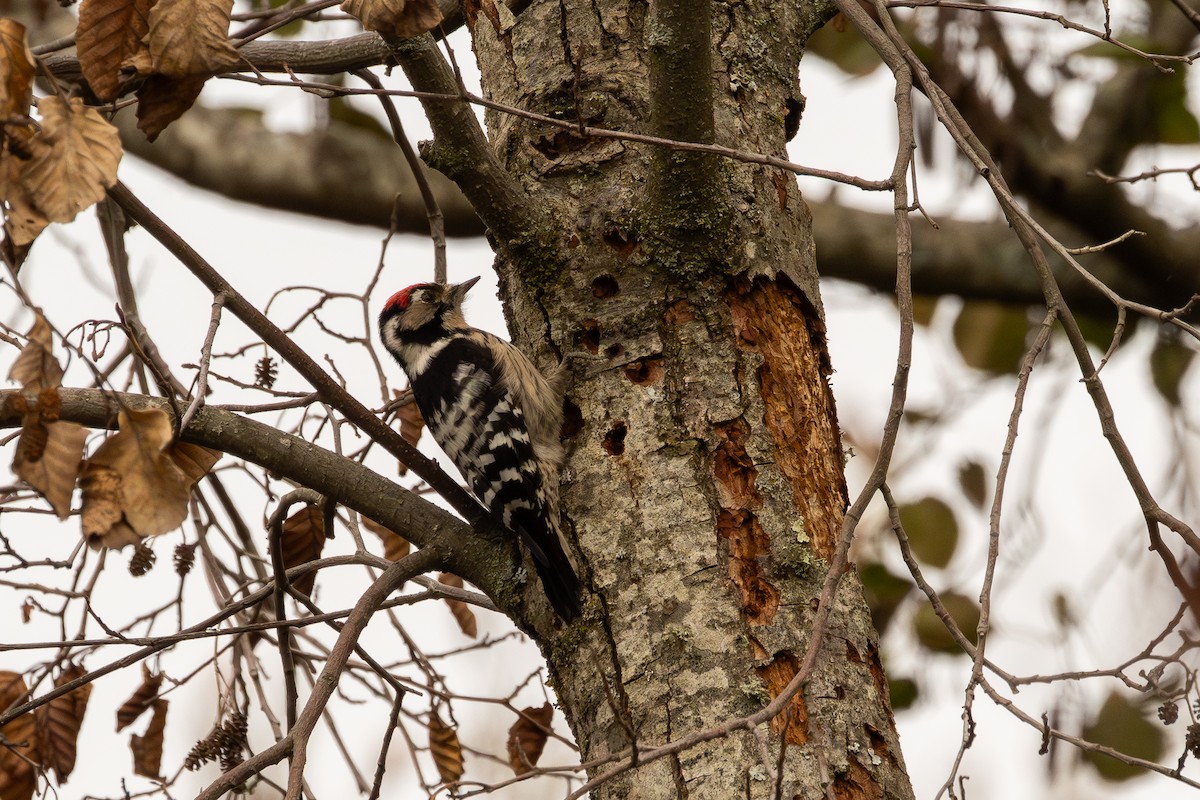 Lesser Spotted Woodpecker - ML647508061