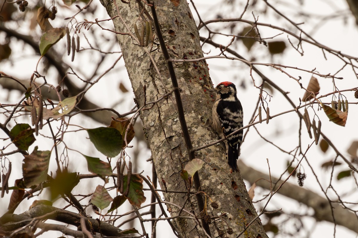 Lesser Spotted Woodpecker - ML647508062