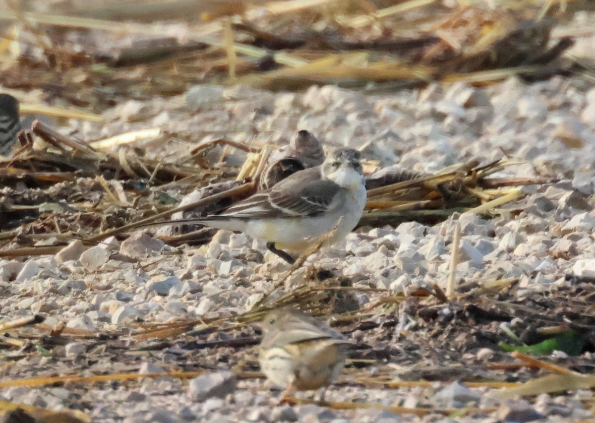 wagtail sp. - ML647508064
