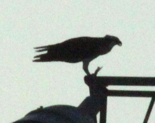 hawk sp. - ML647508066