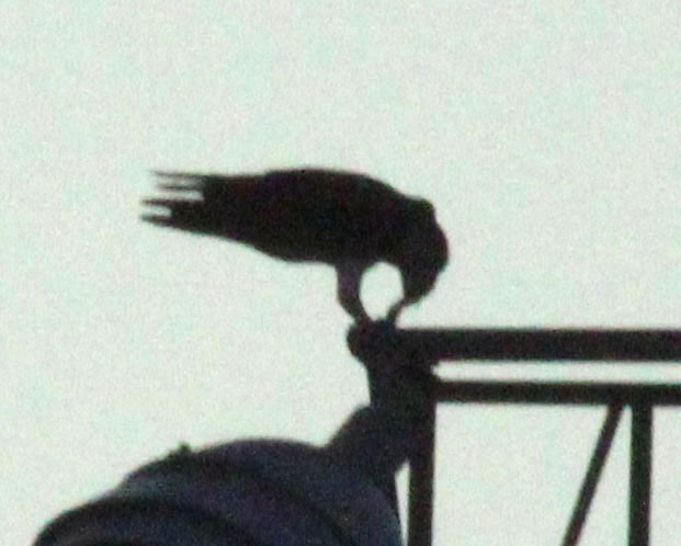 hawk sp. - ML647508067