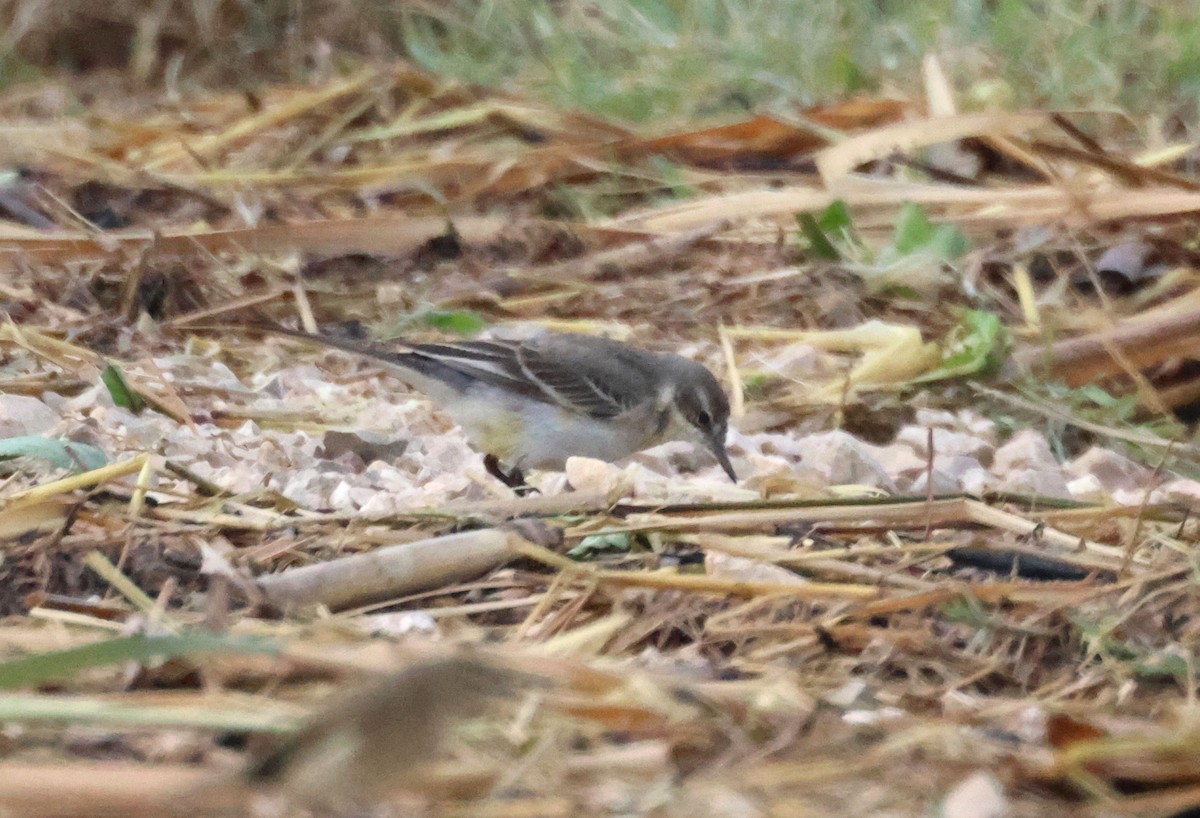 wagtail sp. - ML647508078