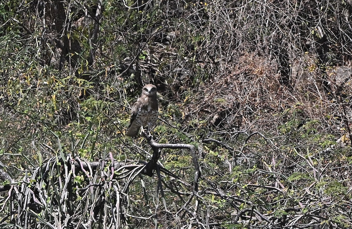 Short-toed Snake-Eagle - ML647508131